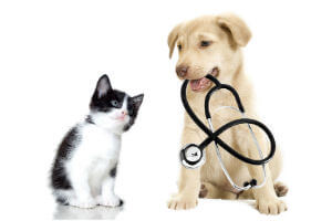 Veterinary Insurance and Veterinarian Insurance